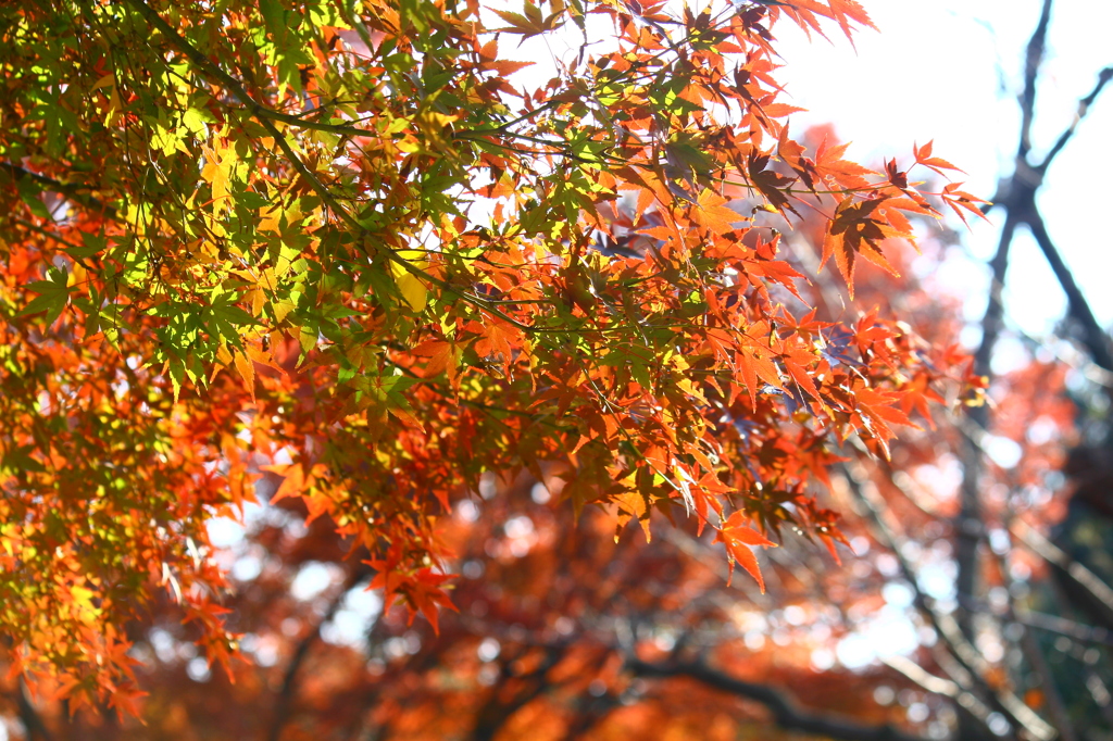 大高緑地公園にて