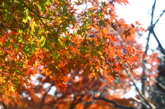 大高緑地公園にて