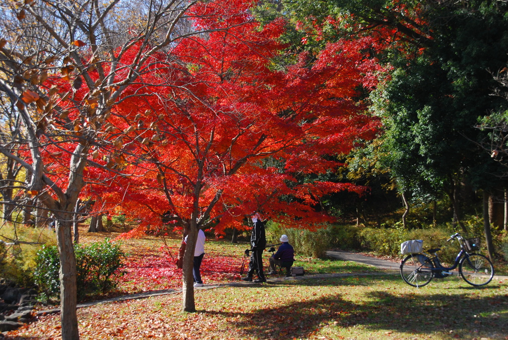 紅葉を愛でる＾＾