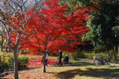 紅葉を愛でる＾＾