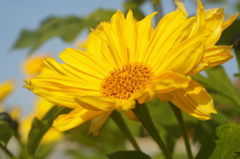 チトニアガリバー