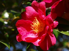 山茶花