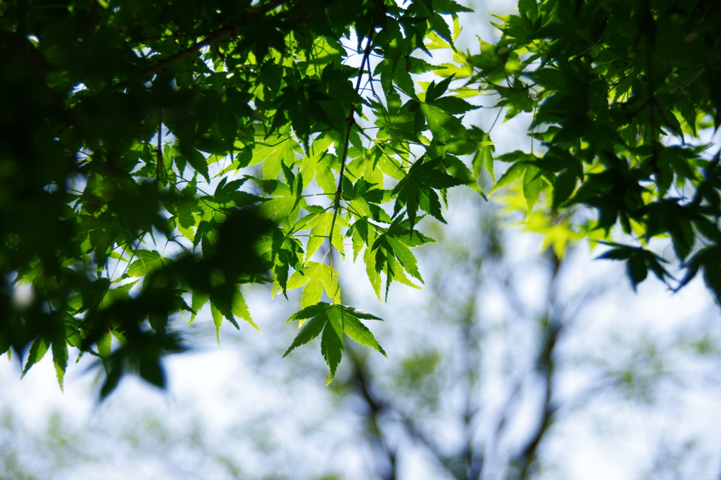 見上げるもみじ