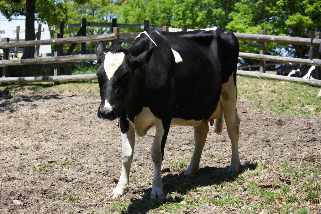ハートが可愛いね^^