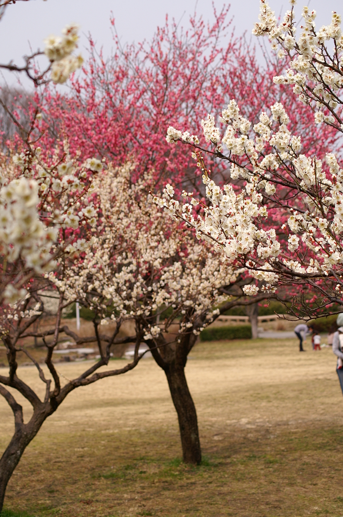 大高緑地公園にて　