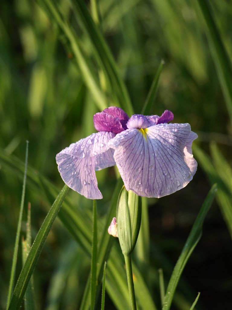 花菖蒲