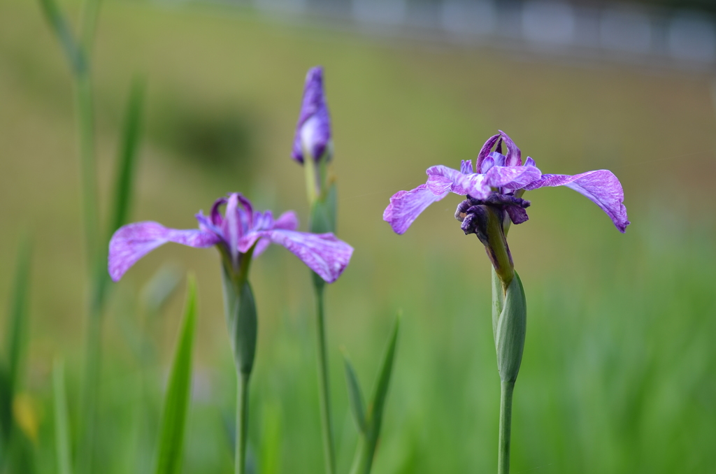 大高緑地公園にて　