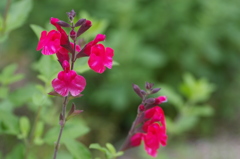 チェリーセージ