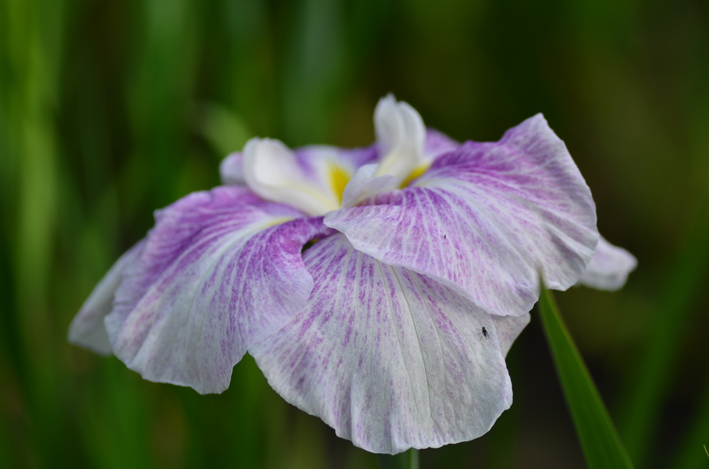 花菖蒲