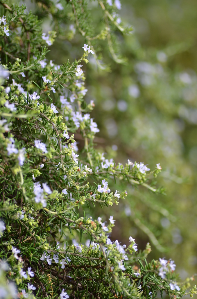 名古屋市農業センターにて　