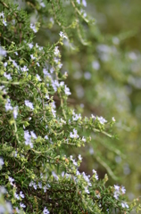 名古屋市農業センターにて　