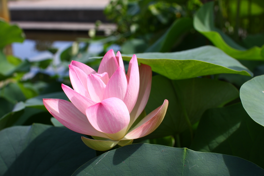 名古屋市農業センターにて　