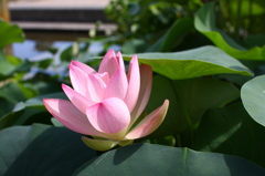 名古屋市農業センターにて　