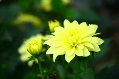 ギャラリーダリア