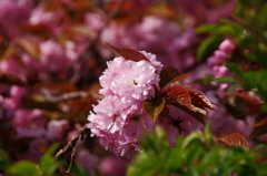 八重桜