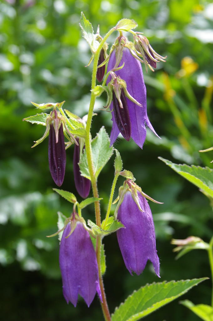 カンパニュロ・サラストロ
