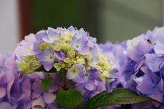 紫陽花