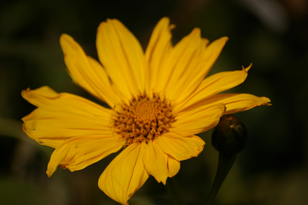 チトニアガリバー