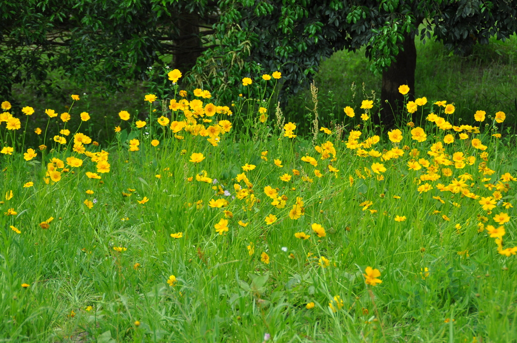 キバナコスモス