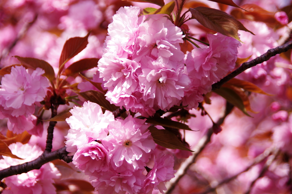 八重桜