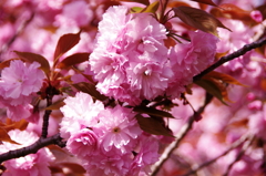 八重桜
