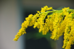 名古屋市農業センターにて　