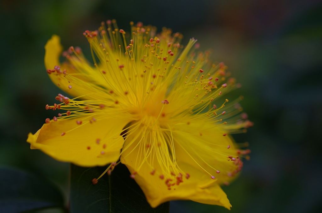 ヒペリカム・カリシナム