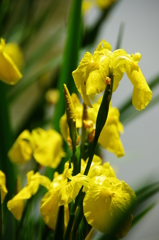 大高緑地公園にて　