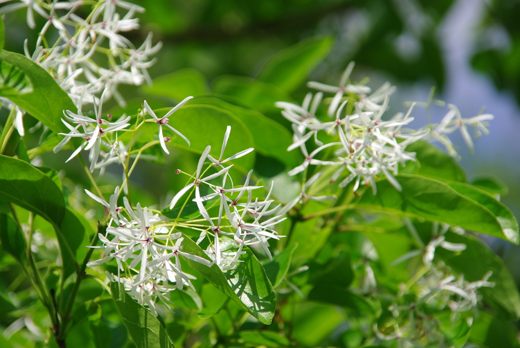 ナンジャモンジャ