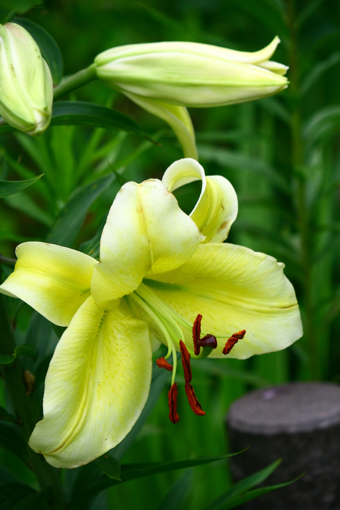 名古屋市農業センターにて　
