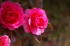 山茶花