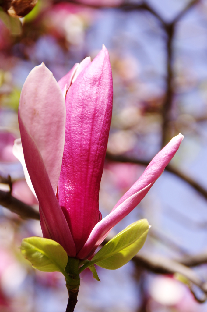 ムラサキモクレン