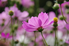 コスモス