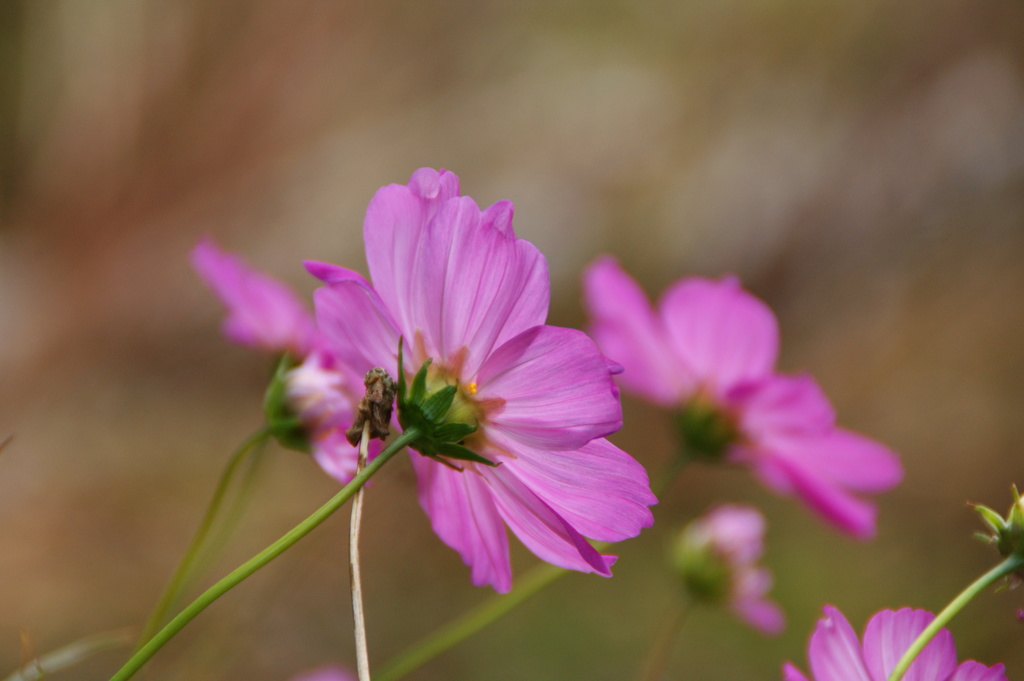 大高緑地公園にて
