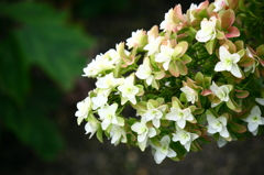 カシワバアジサイ