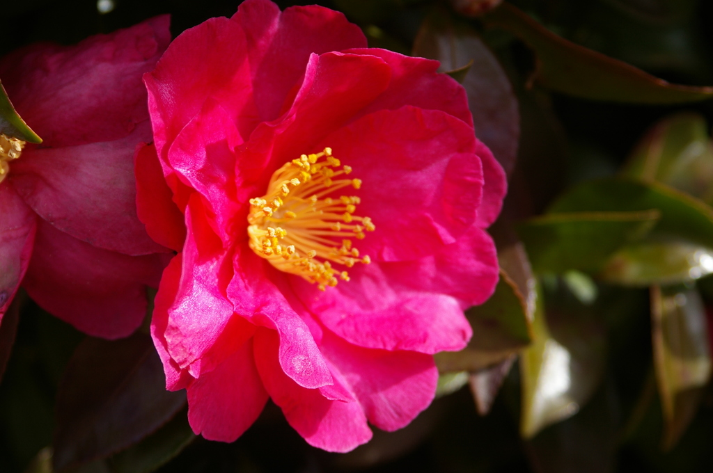山茶花