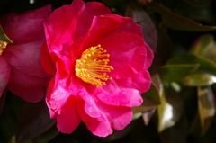 山茶花