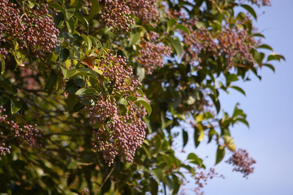 名古屋市農業センターにて