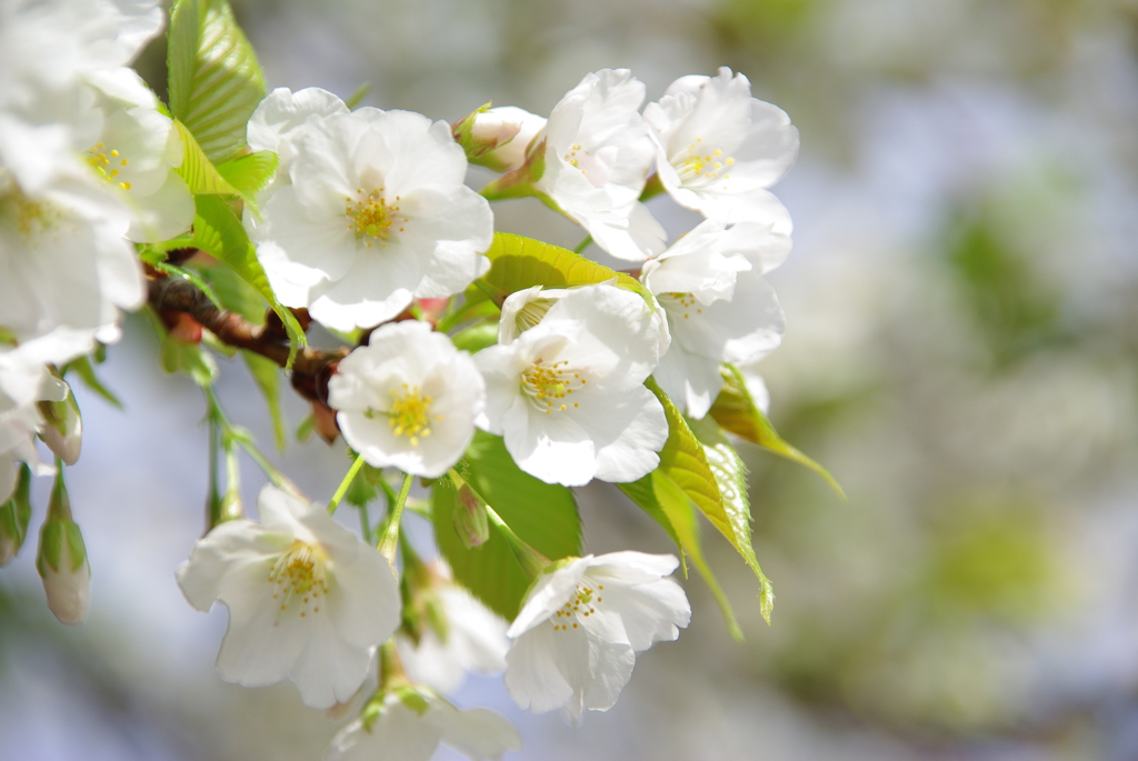 大島桜