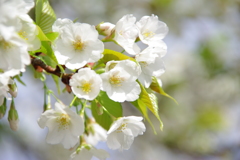 大島桜