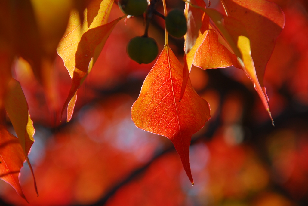ナンキンハゼの紅葉