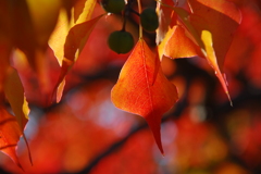 ナンキンハゼの紅葉