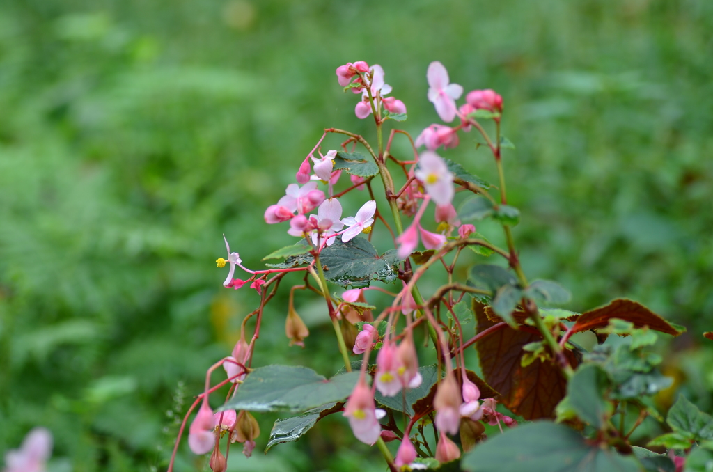 シュウカイドウ