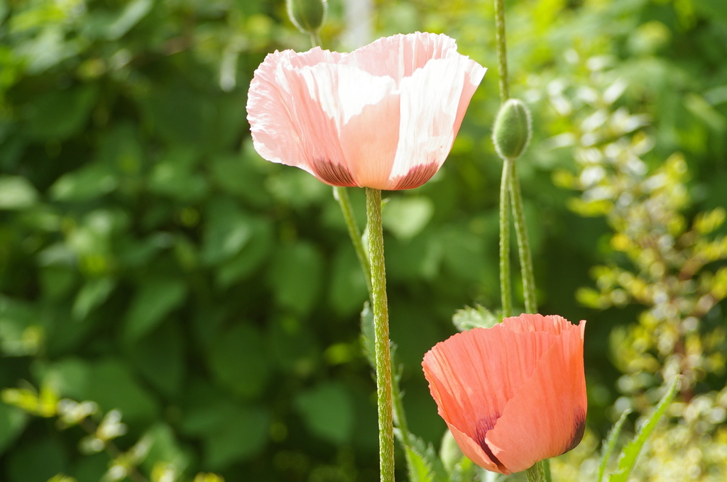 名古屋市農業センターにて　