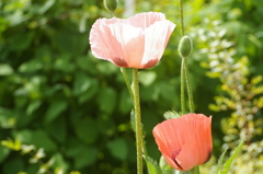 名古屋市農業センターにて　