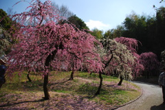 しだれ梅