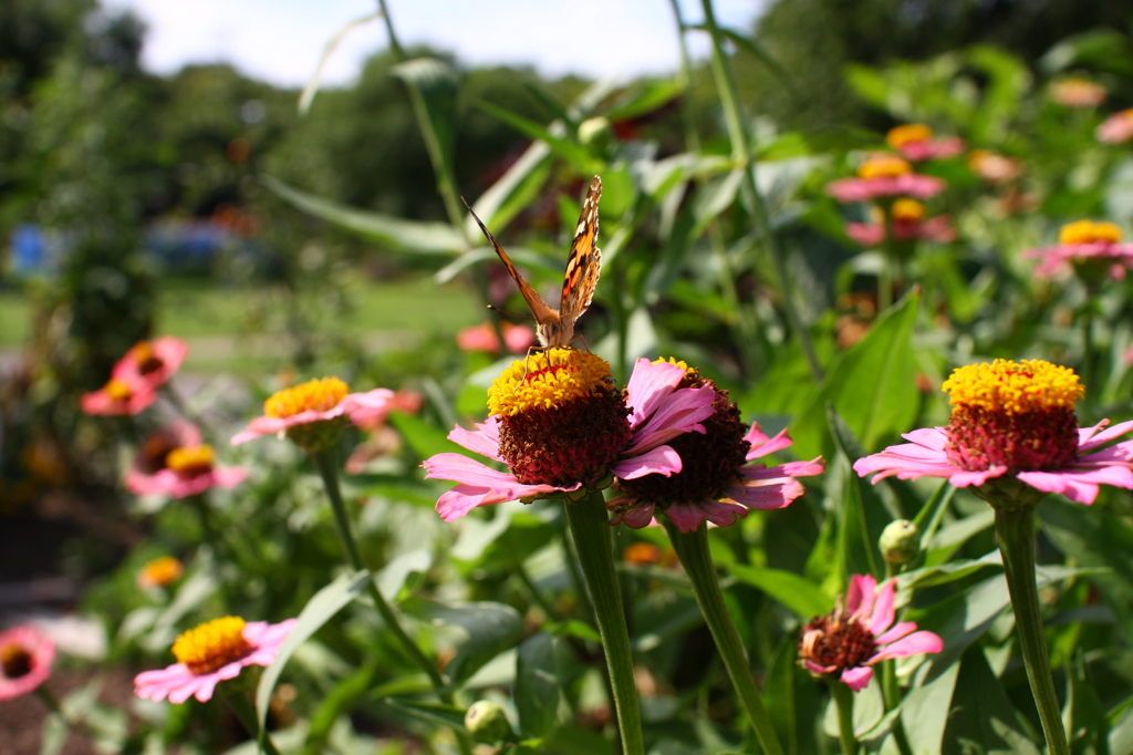 名古屋市農業センターにて　