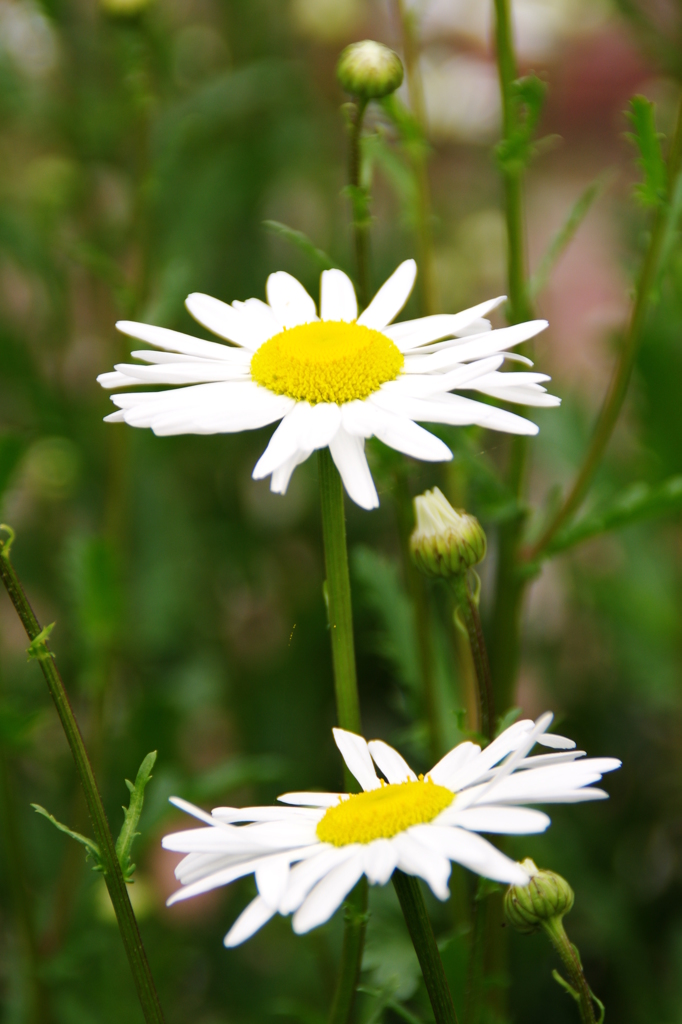 シャスター・デージー