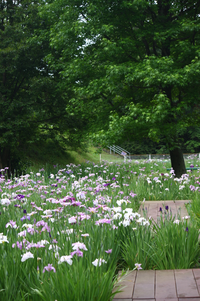 大高緑地公園にて