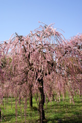 しだれ梅